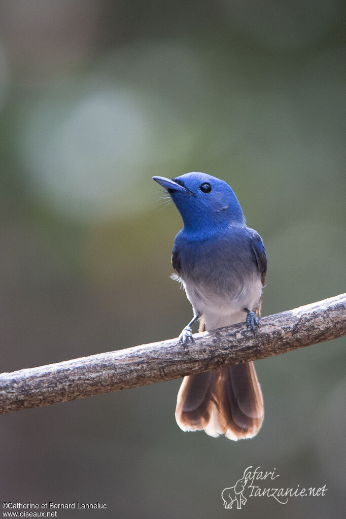 Black-naped Monarch female adult, identification