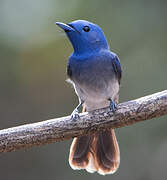 Black-naped Monarch