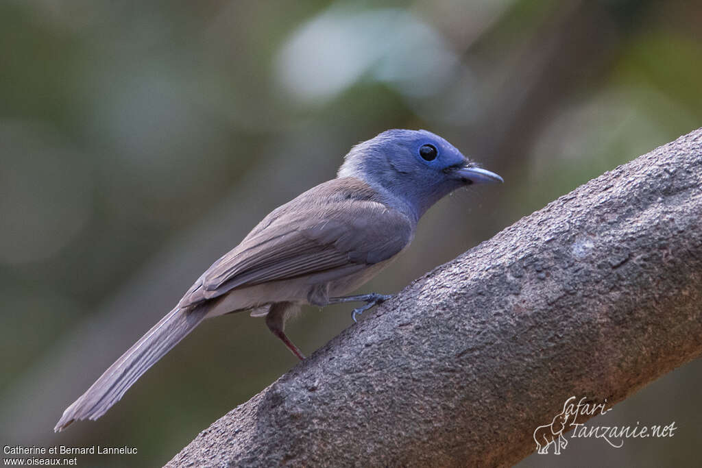 Black-naped Monarch female adult, identification