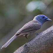 Black-naped Monarch