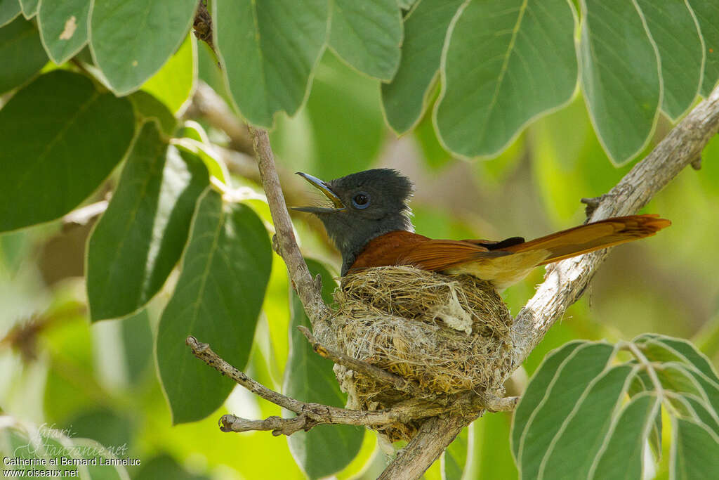 African Paradise Flycatcher female adult, Reproduction-nesting