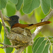 African Paradise Flycatcher