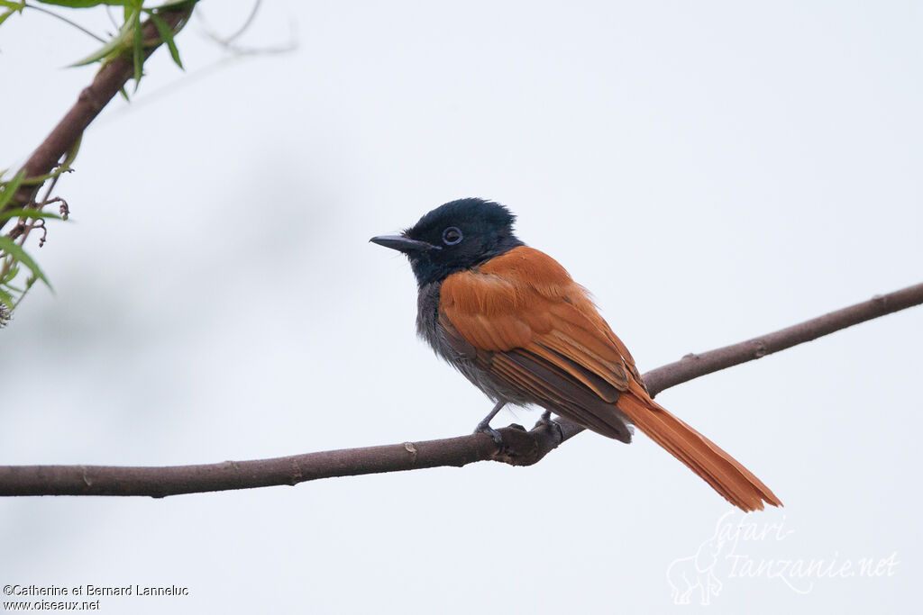 Tchitrec d'Afrique femelle adulte, identification