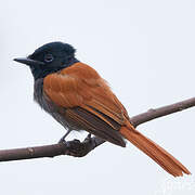 African Paradise Flycatcher