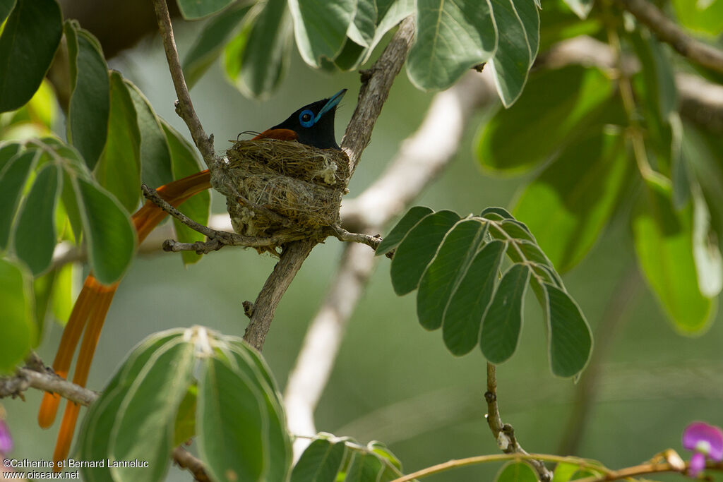 African Paradise Flycatcher male adult, Reproduction-nesting