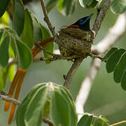 African Paradise Flycatcher