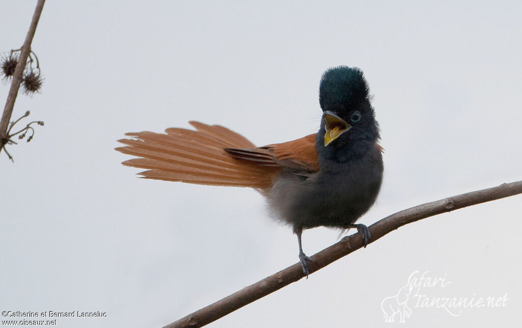 African Paradise Flycatcher female adult, identification