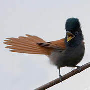 African Paradise Flycatcher