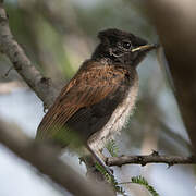 African Paradise Flycatcher