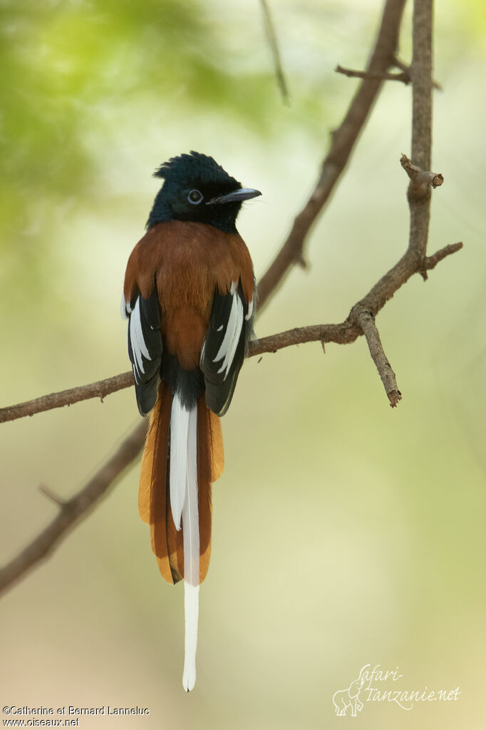 African Paradise Flycatcher male adult