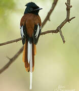 African Paradise Flycatcher