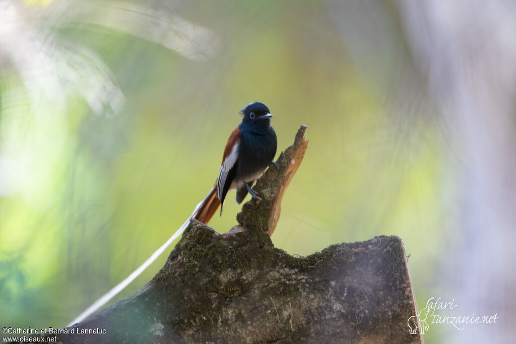 African Paradise Flycatcher male adult breeding, identification