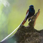 African Paradise Flycatcher