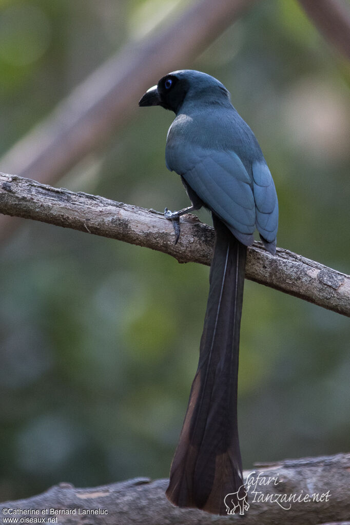 Racket-tailed Treepieadult, identification