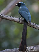 Racket-tailed Treepie