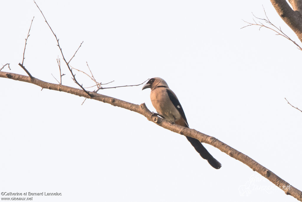 Grey Treepieadult