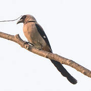 Grey Treepie