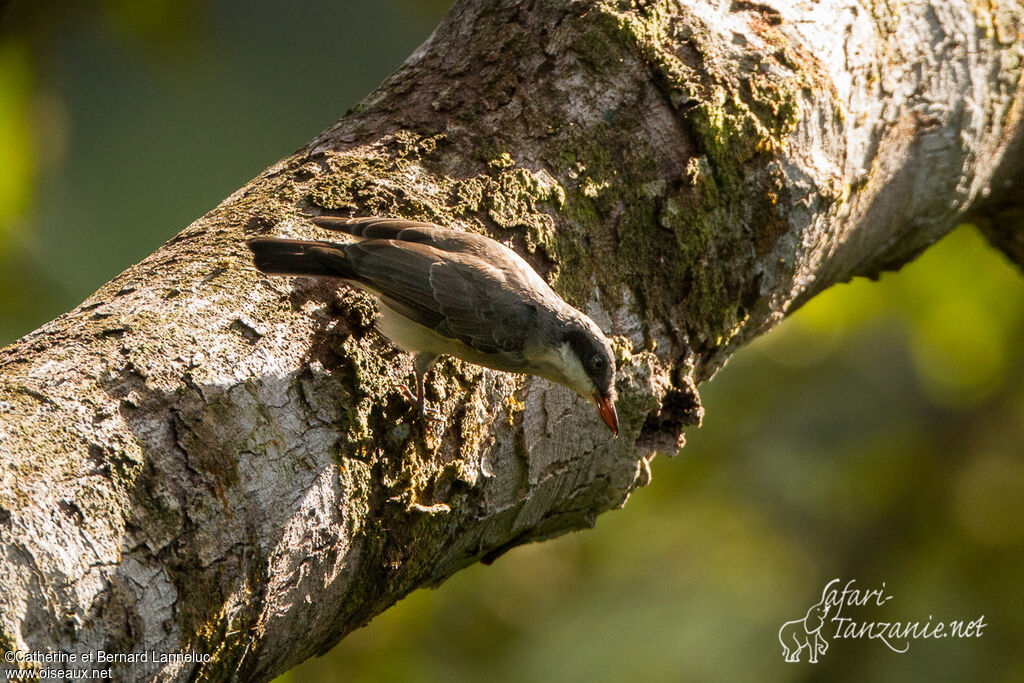 Large Woodshrike