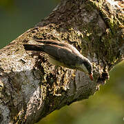 Large Woodshrike