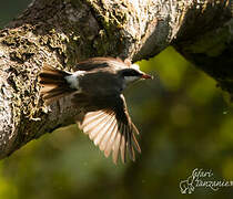 Large Woodshrike