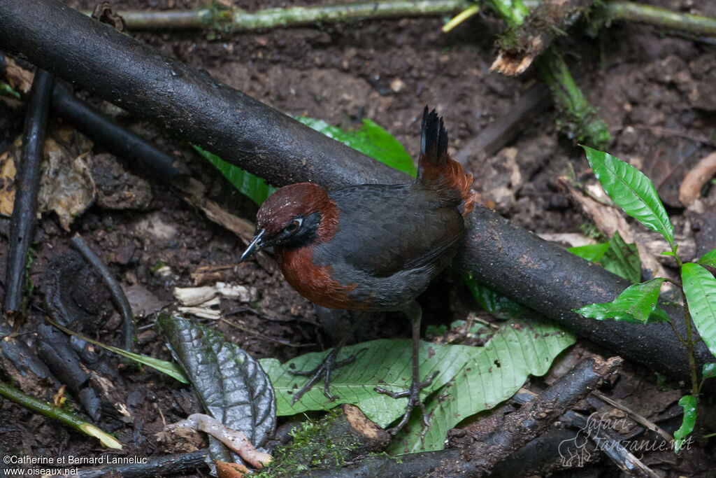 Rufous-breasted Antthrushadult, habitat, Behaviour