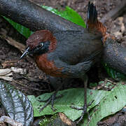 Rufous-breasted Antthrush