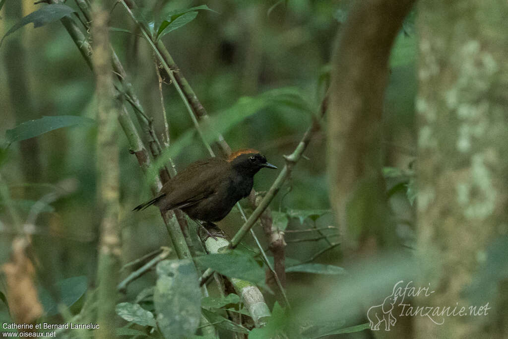 Rufous-capped Antthrush male adult, habitat, pigmentation