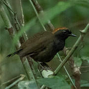 Rufous-capped Antthrush