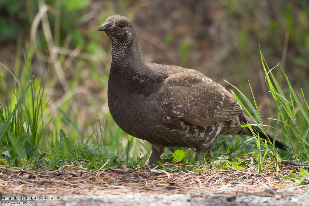 Dusky Grouse female adult, identification, pigmentation