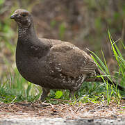 Dusky Grouse