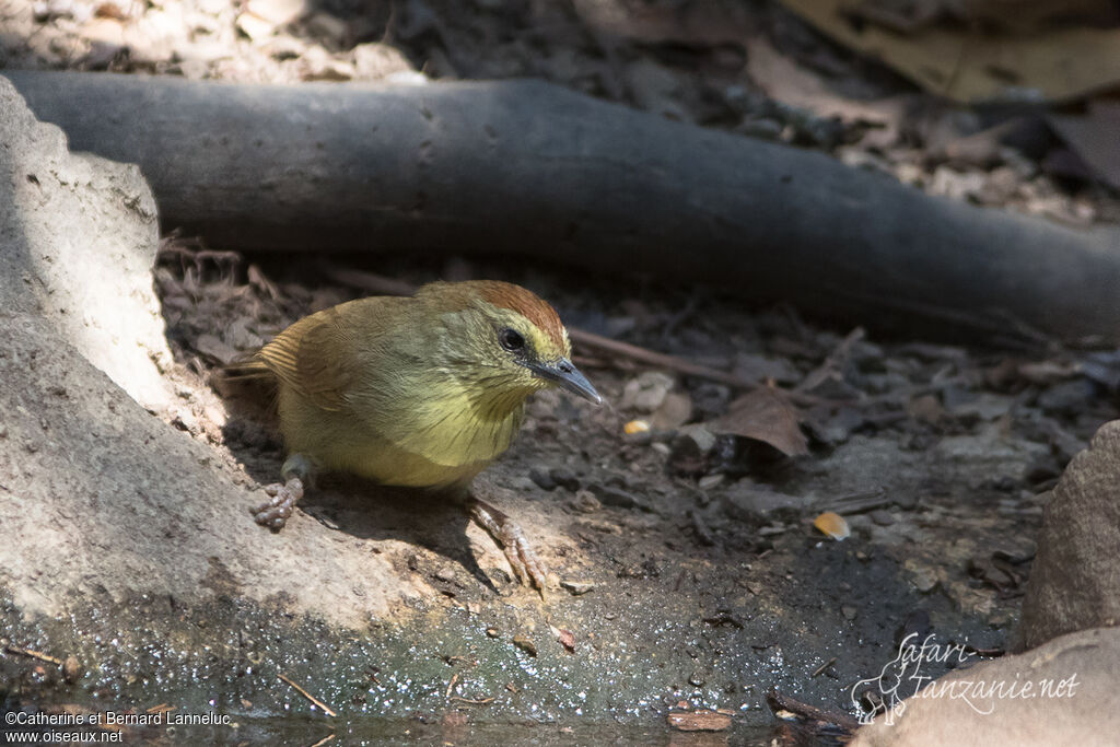 Pin-striped Tit-Babbleradult