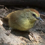 Pin-striped Tit-Babbler