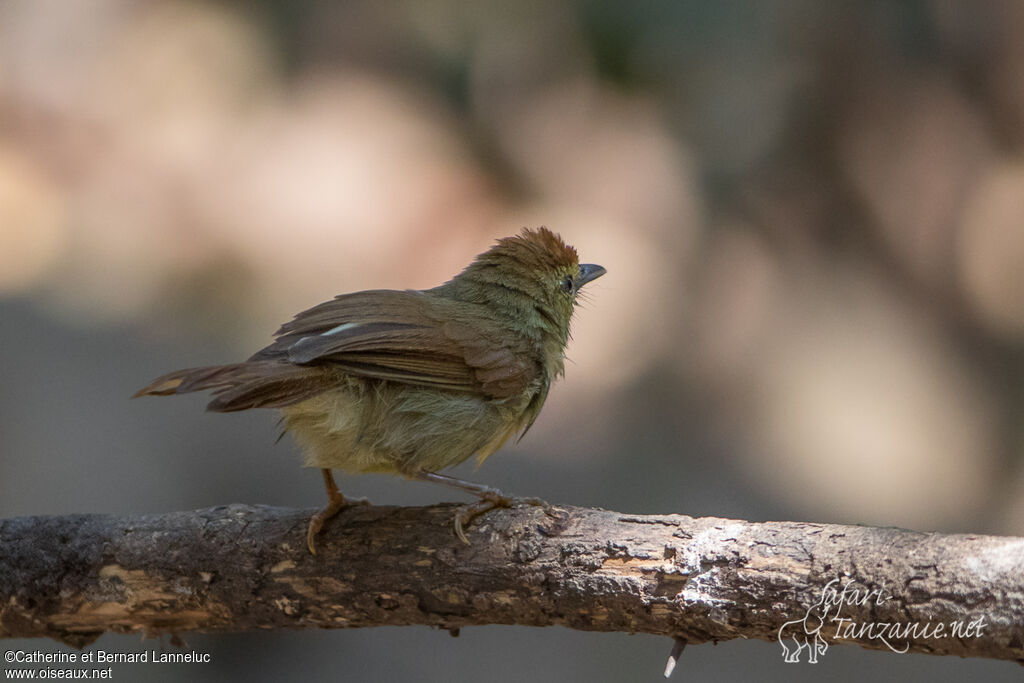 Pin-striped Tit-Babbleradult