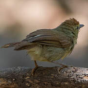 Pin-striped Tit-Babbler