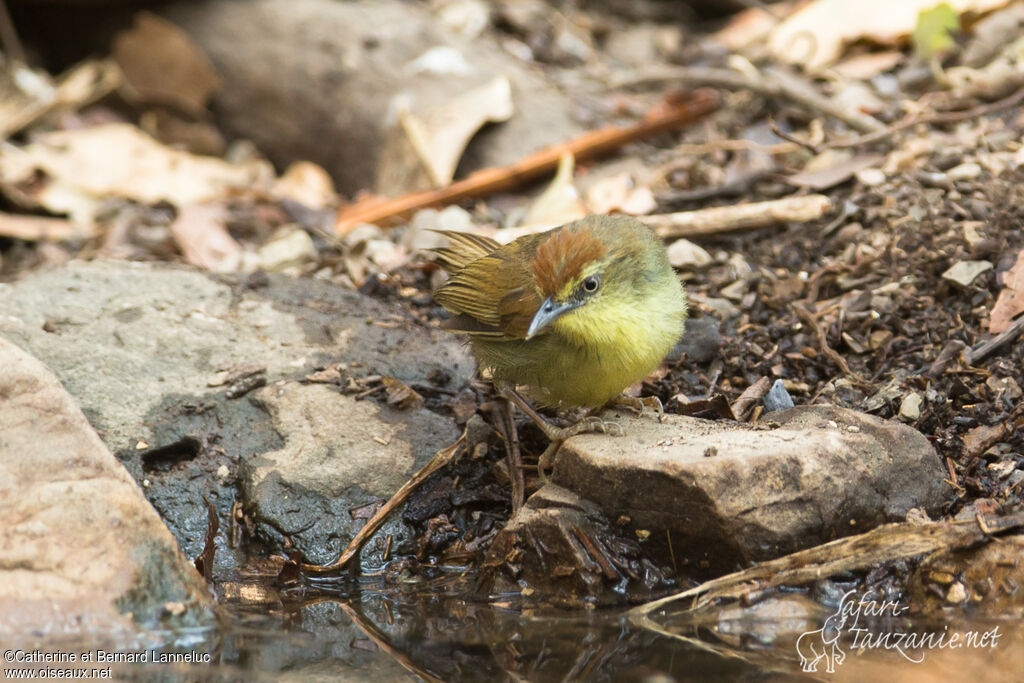 Pin-striped Tit-Babbleradult, identification