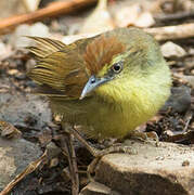 Pin-striped Tit-Babbler