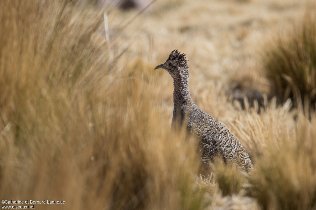 Ornate Tinamou