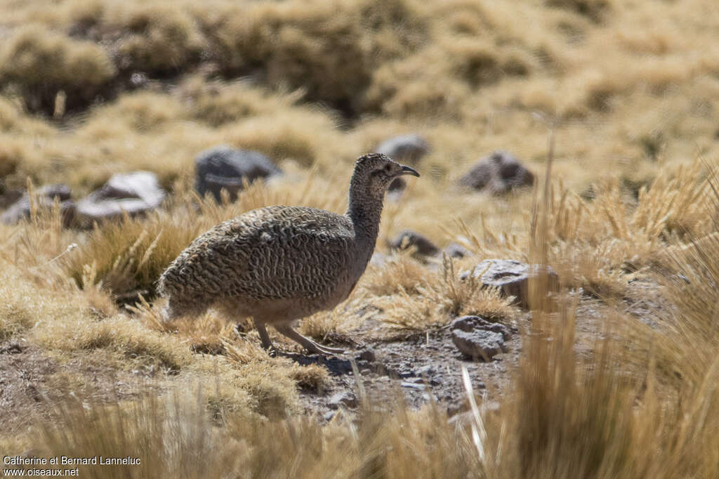 Tinamou ornéadulte, identification