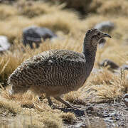 Ornate Tinamou