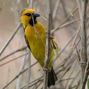 Black-necked Weaver