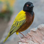 Golden-backed Weaver