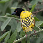 Golden-backed Weaver