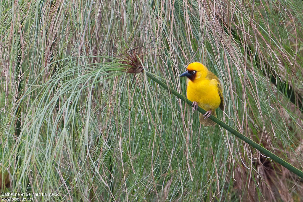 Northern Brown-throated Weaver male adult breeding, habitat, pigmentation, Behaviour