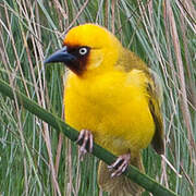 Northern Brown-throated Weaver