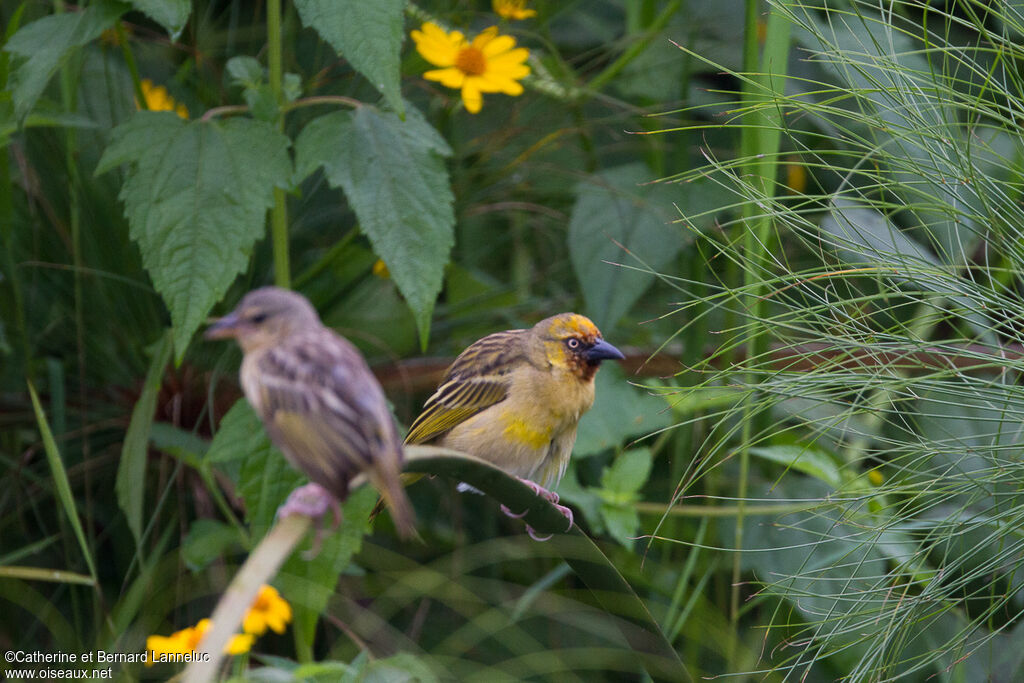 Tisserin à gorge noireadulte, Comportement