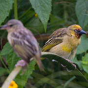 Northern Brown-throated Weaver