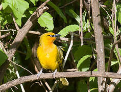 Spectacled Weaver