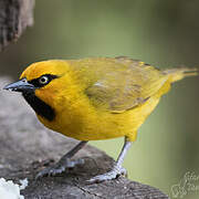 Spectacled Weaver