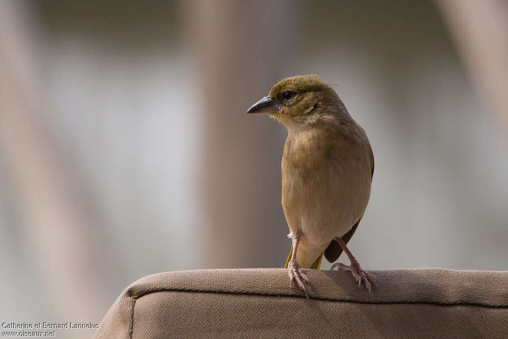 Black-headed Weaver female adult post breeding, close-up portrait
