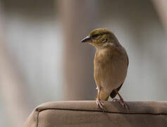 Black-headed Weaver